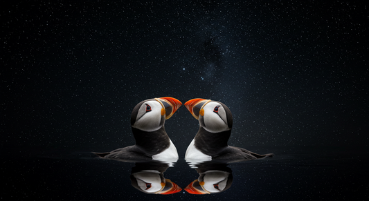 Puffins 75